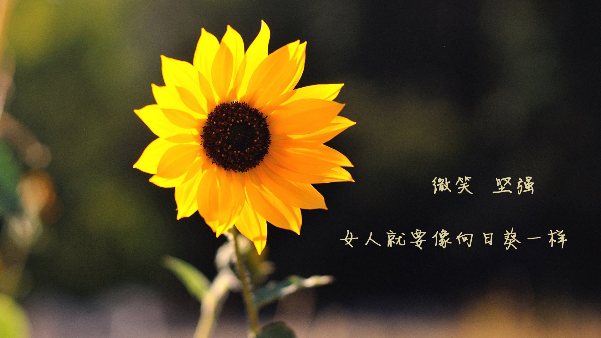 有机水果蔬菜图片及价格（有机果蔬有哪些）